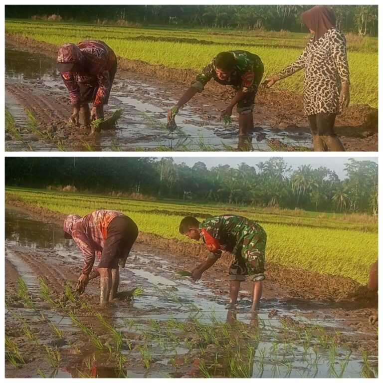 Babinsa dan Petani Kompak Percepat Musim Tanam untuk Tingkatkan Produksi Padi Aceh Barat