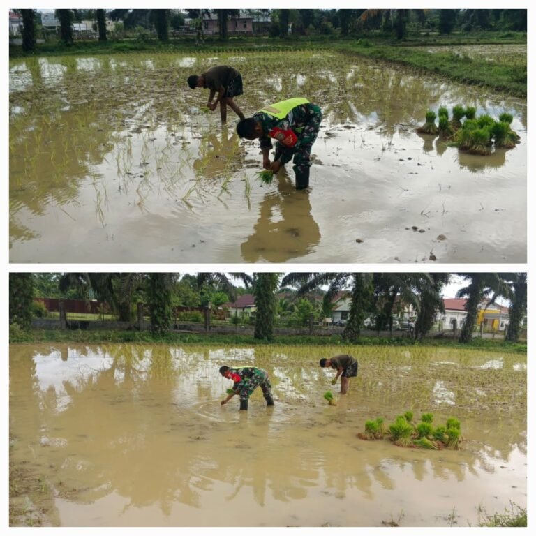 Produktivitas Pertanian Ditingkatkan, Babinsa Dampingi Petani Tanam Padi di Alue Lhok