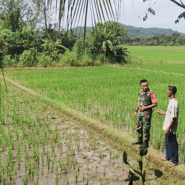 Dukung Swasembada Pangan, Babinsa Cek Langsung Kondisi Sawah Warga di Aceh Jaya