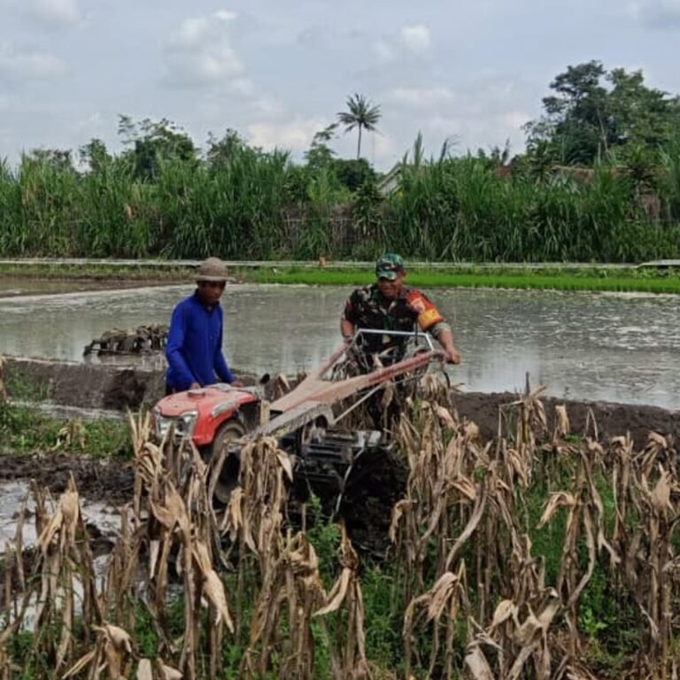 Percepatan Musim Tanam Dimulai, Babinsa Blitar Turun Langsung Bantu Olah Sawah Petani