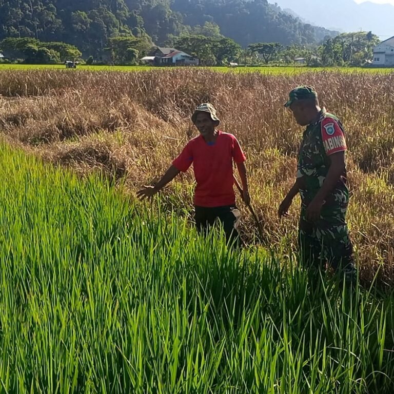Babinsa Koramil Jaya Tinjau Pertumbuhan Padi Petani di Aceh Jaya, Perkuat Ketahanan Pangan Nasional