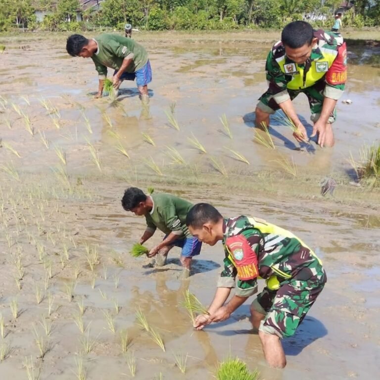 Semangat Gotong Royong, Babinsa dan Warga Tanam Padi Bersama di Aceh Barat