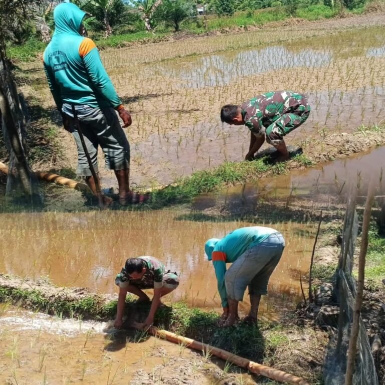 Sinergi TNI dan Petani Terjalin di Sawah Desa Rengkile Melalui Pendampingan Irigasi
