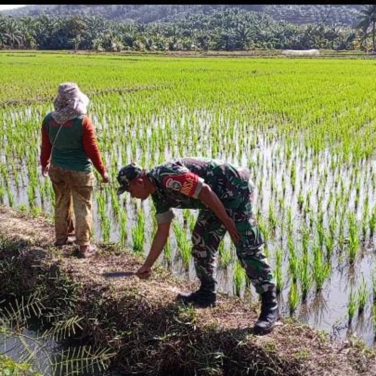 Babinsa Aceh Jaya Dampingi Petani Rawat Padi Usia 14 Hari untuk Tingkatkan Hasil Panen