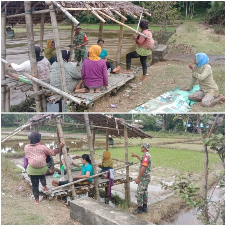 Perkuat Kemanunggalan TNI-Rakyat, Babinsa Simeulue Bantu Warga Olah Hasil Panen