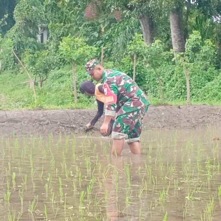 Turun Langsung ke Sawah, Babinsa Blitar Dukung Program Ketahanan Pangan Nasional