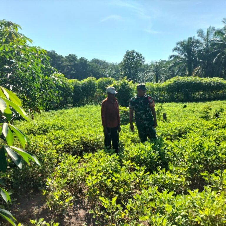 Pantau Budidaya Kacang Tanah, Babinsa Panga Dukung Peningkatan Ketahanan Pangan