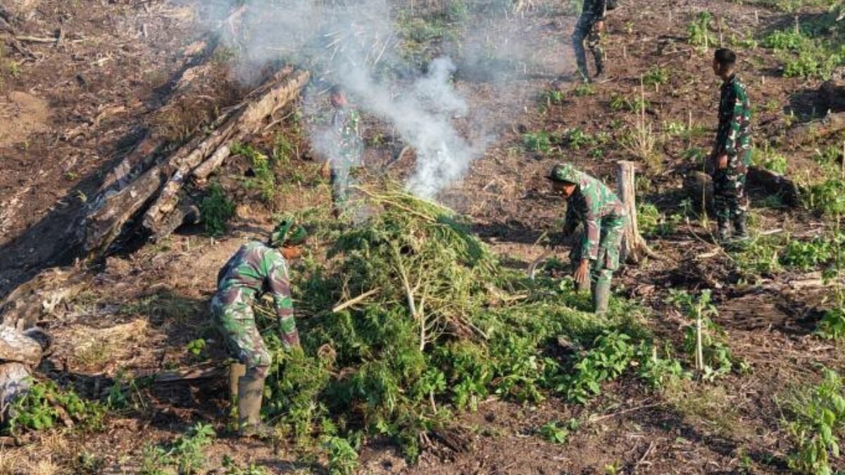 Tim Gabungan Kodam IM Berhasil Hancurkan Ladang Ganja Raksasa di Nagan Raya
