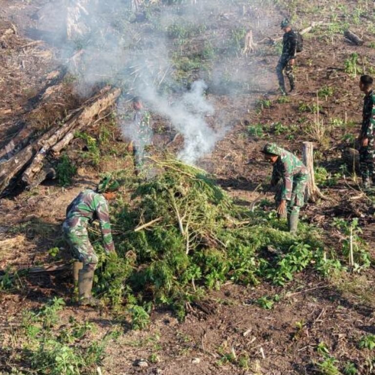 Tim Gabungan Kodam IM Berhasil Hancurkan Ladang Ganja Raksasa di Nagan Raya