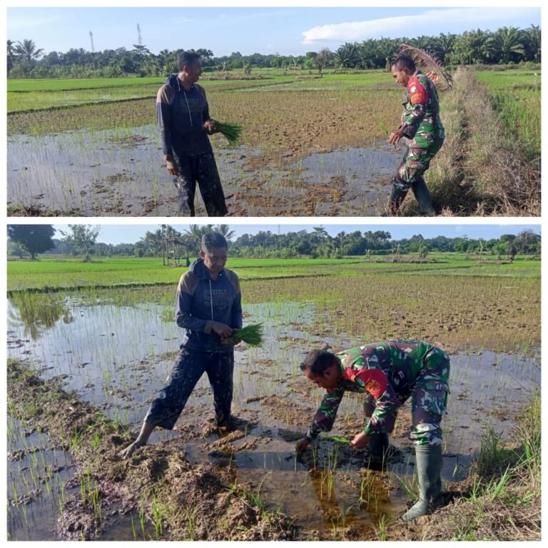 Kodim 0105/Aceh Barat Lewat Babinsa Dukung Program Swasembada Pangan Nasional