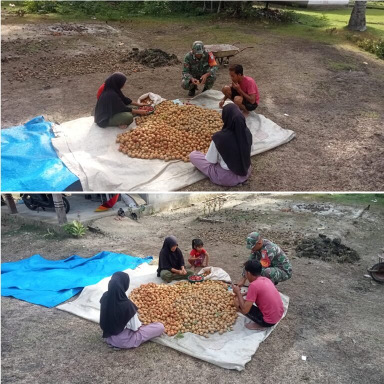 Babinsa Posramil Teupah Barat Dorong Potensi Pala Sebagai Sumber Penghasilan Warga