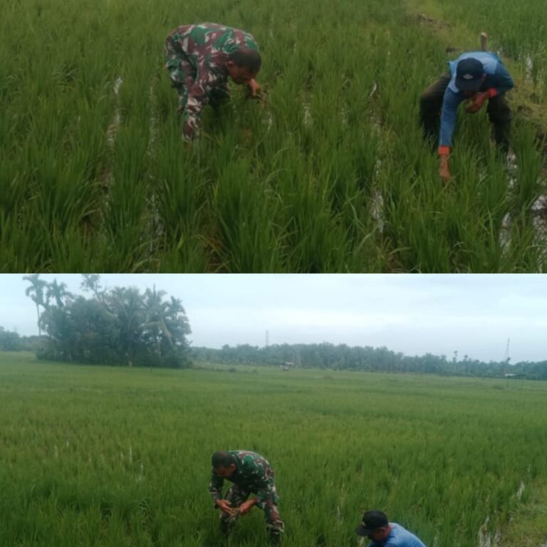 TNI dan Petani Bersinergi Wujudkan Swasembada Pangan di Kabupaten Aceh Barat