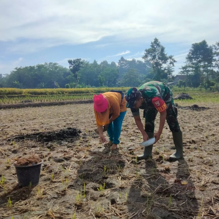 Babinsa Kanigoro Dampingi Petani Gogodeso Tanam Jagung Dukung Swasembada Pangan