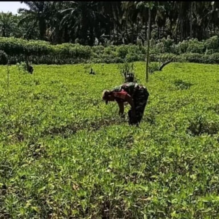 Babinsa Panga Pantau Pertumbuhan Kacang Tanah, Dorong Semangat Petani Tingkatkan Produksi