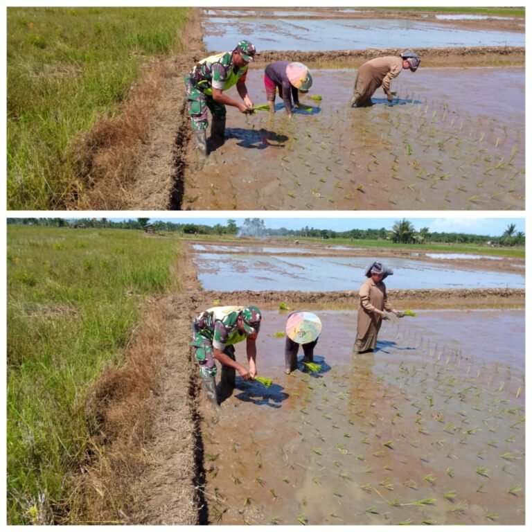 Tanam Padi Bersama Petani, Babinsa Aceh Barat Perkuat Swasembada Pangan
