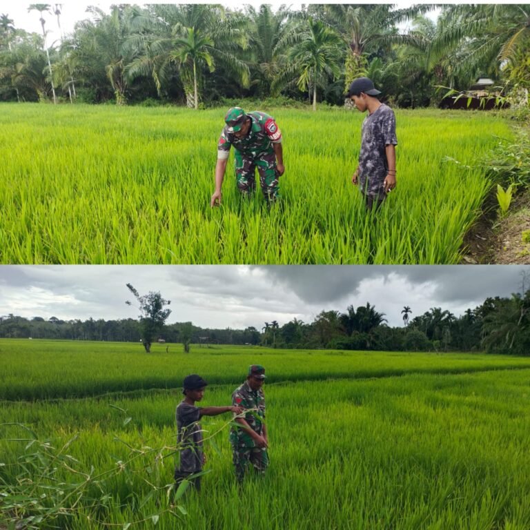 Babinsa Turun ke Persawahan, Pantau Perkembangan Padi Milik Petani di Aceh Barat