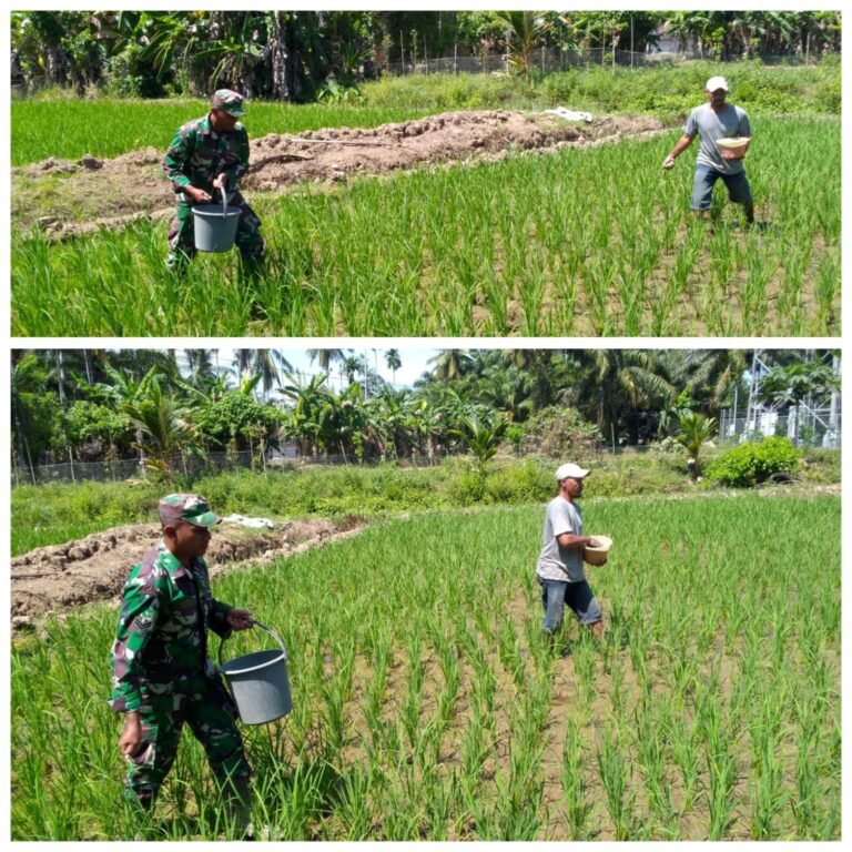 Bantu Petani Desa Pasi Jeut, Babinsa Woyla Barat Fokus Tingkatkan Kualitas Tanaman Padi