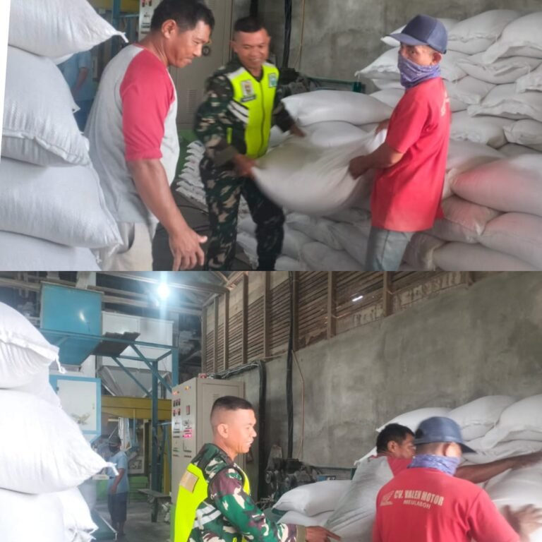 Babinsa Kodim 0105/Aceh Barat Tinjau Kilang Padi Dukung Ketahanan Pangan Wilayah