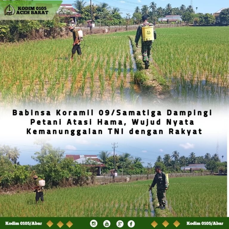 Babinsa Kodim 0105/Aceh Barat Bantu Petani Semprot Hama Padi di Samatiga