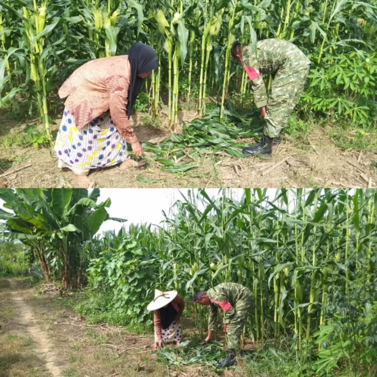 Kodim 0105/Aceh Barat Intensifkan Pendampingan Petani Melalui Monitoring Tanaman Jagung