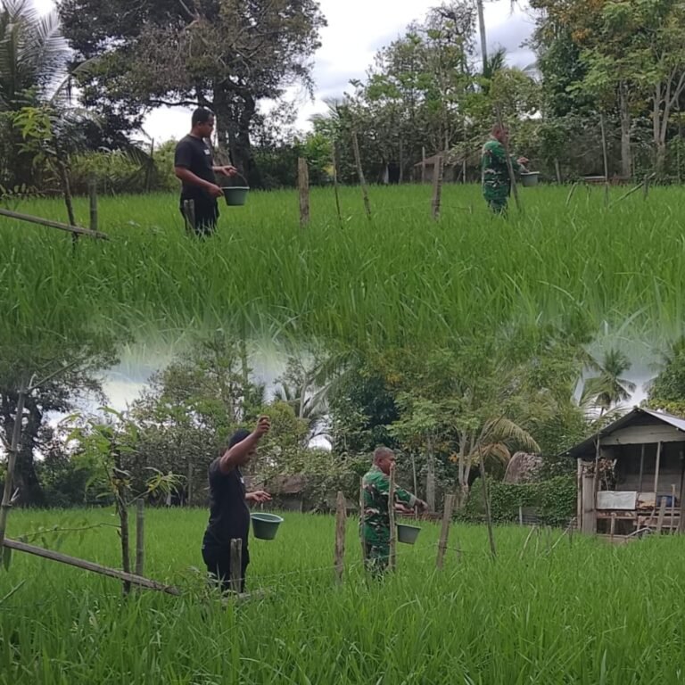 Pendampingan Babinsa di Lahan Padi Perkuat Produktivitas Petani dan Ketahanan Pangan Nasional