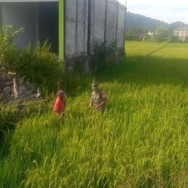 Babinsa Koramil 01/Jaya Dampingi Petani Cek Tanaman Padi Terdampak Kekeringan dan Serangan Hama