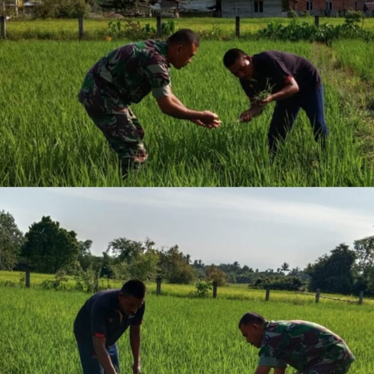 Babinsa Kaway XVI Aktif Pantau Pertumbuhan Padi untuk Dukung Swasembada Pangan