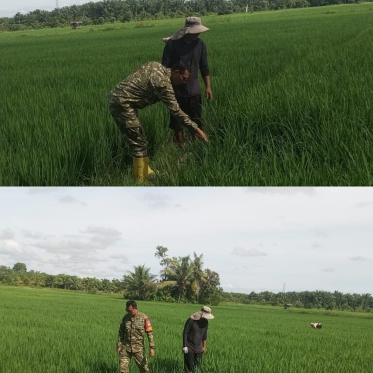 Dampingi Petani di Beuregang, Babinsa Pastikan Kondisi Padi dan Irigasi Tetap Terjaga
