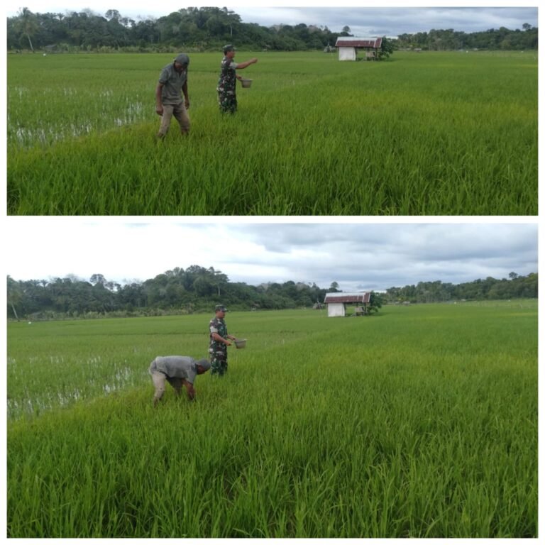 Bersama Petani, Babinsa Kodim 0105/Aceh Barat Kawal Pertumbuhan Padi di Woyla Barat