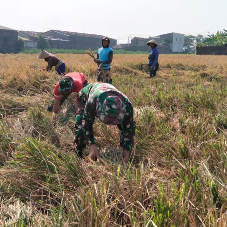 Panen Lebih Ringan Berkat Kehadiran Satgas TMMD di Parangjoro