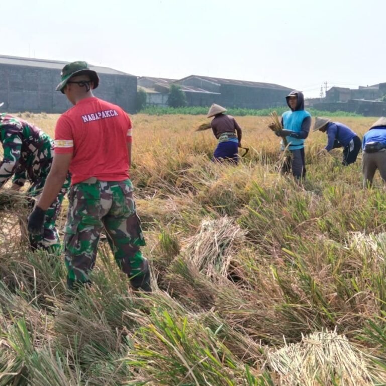 Panen Bersama Satgas TMMD, Semangat Gotong Royong Terlihat Jelas