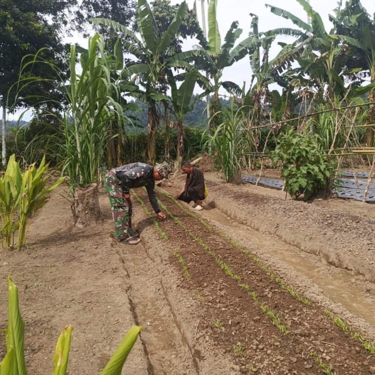 Kebun di Desa Sarah Raya Kecamatan Pasie Raya ramai saat perawatan kacang panjang