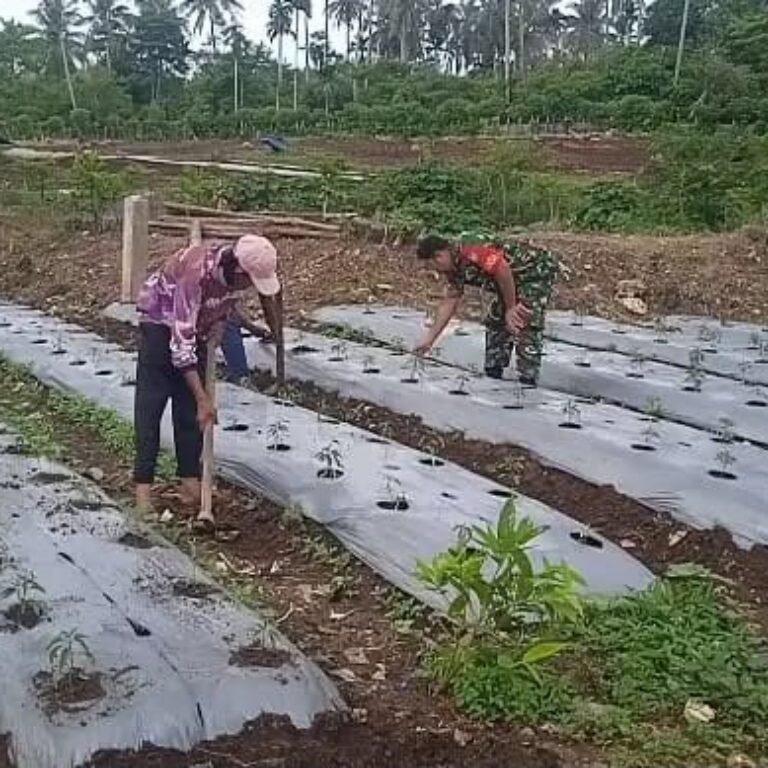 Peltu Donny Saputra Dampingi Budidaya Cabai Milik Warga di Jurong Taqwa