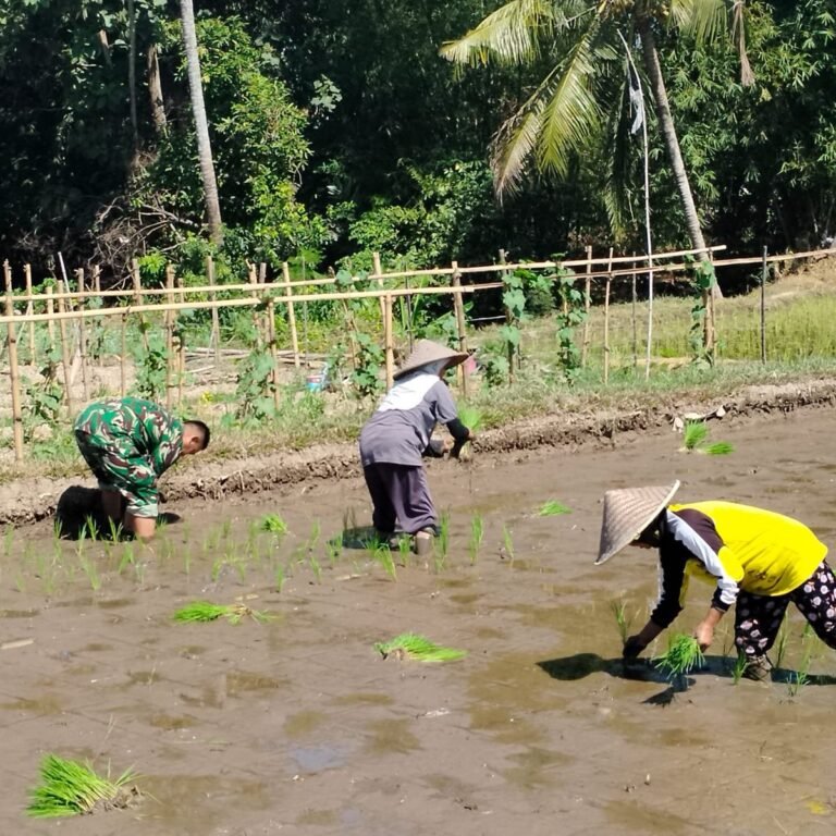 Kopda Ari Wibowo Turun ke Sawah Dampingi Petani di Desa Kotes