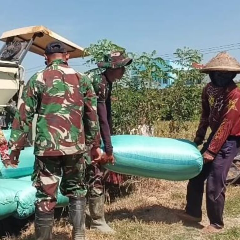 Panen Padi di Desa Parangjoro Didampingi Satgas TMMD Reguler ke-129 Kodim 0726/Sukoharjo