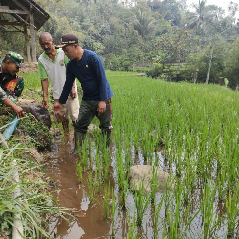 Sukseskan Program Pertanian, Sertu Krida Dwi Turun Langsung ke Sawah Blitar