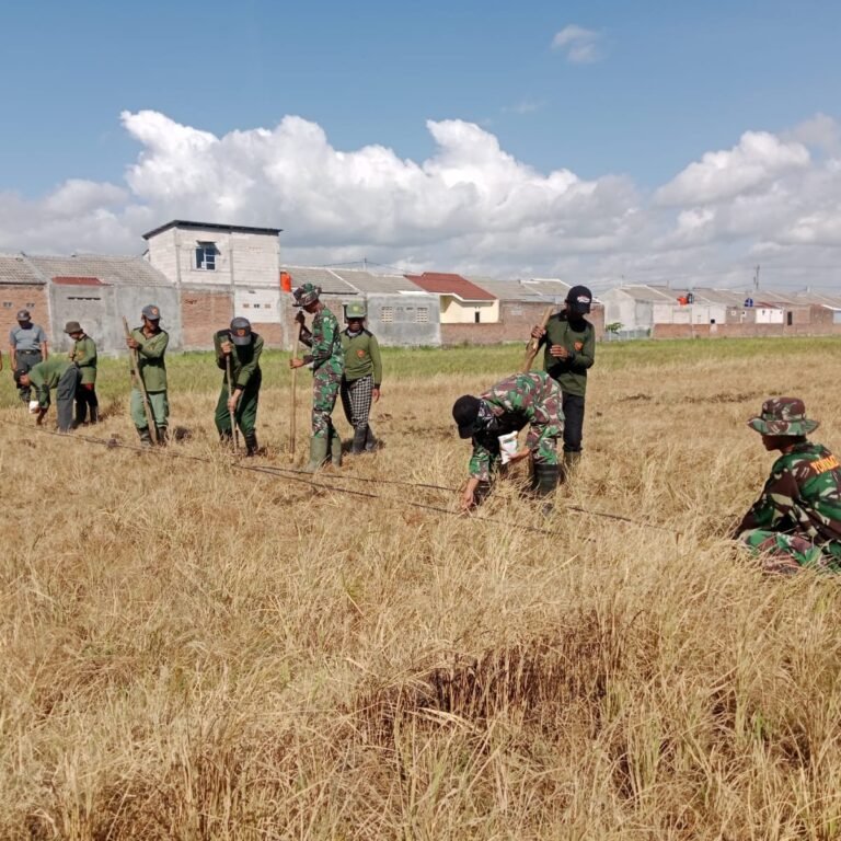 Lahan Kas Desa Parangjoro Jadi Lokasi Penanaman Jagung oleh Satgas TMMD