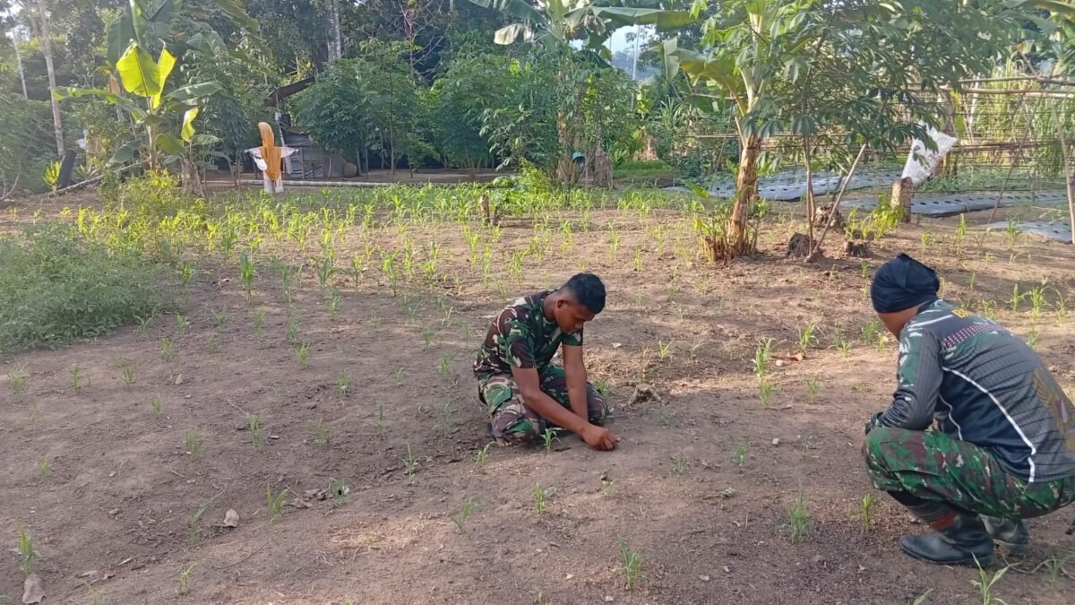 Lahan Ketahanan Pangan Sarah Raya Tertata Setelah Pembersihan dan Perawatan