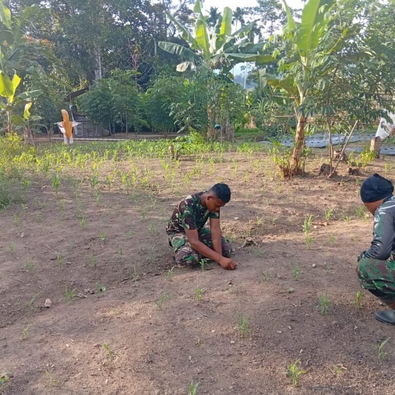 Lahan Ketahanan Pangan Sarah Raya Tertata Setelah Pembersihan dan Perawatan