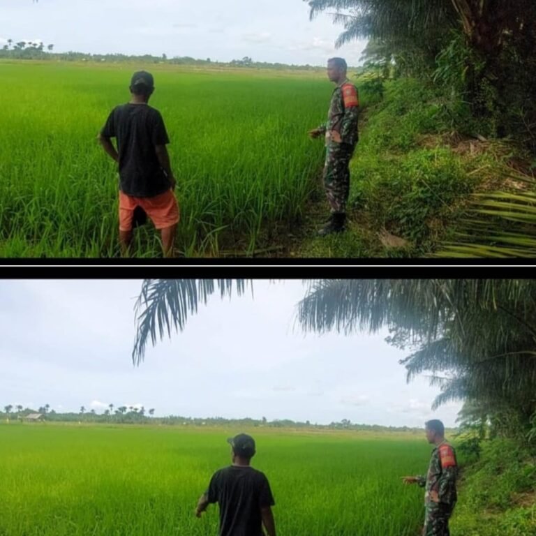 Dukung Ketahanan Pangan, Babinsa Kodim 0105/Aceh Barat Cek Kondisi Tanaman Padi Warga