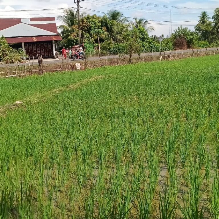 Semangat Gotong Royong Warnai Pendampingan Babinsa kepada Petani Padi di Aceh Barat