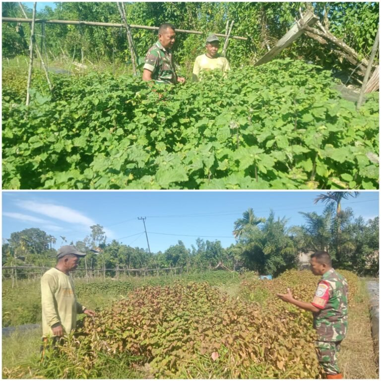 Perawatan Kebun Nilam Jadi Fokus Pendampingan Babinsa kepada Petani Desa Lamayang