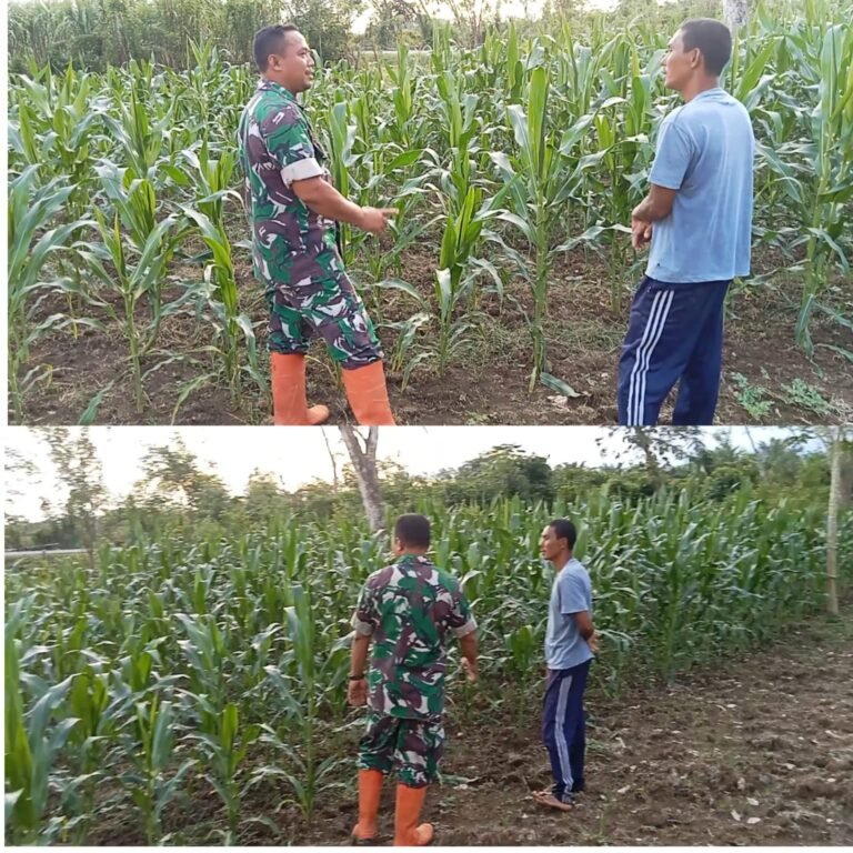 Babinsa Hadir di Tengah Petani, Budidaya Jagung di Pante Ceureumen Terus Didampingi