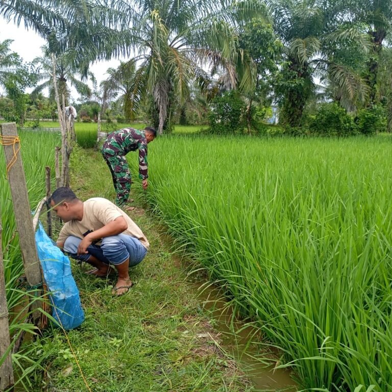 Kodim 0105/Aceh Barat Perkuat Pendampingan Petani Melalui Perawatan Lahan Pertanian