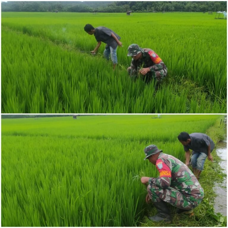 Pertumbuhan Padi Jadi Perhatian, Babinsa dan Petani Bersiap Hadapi Masa Panen