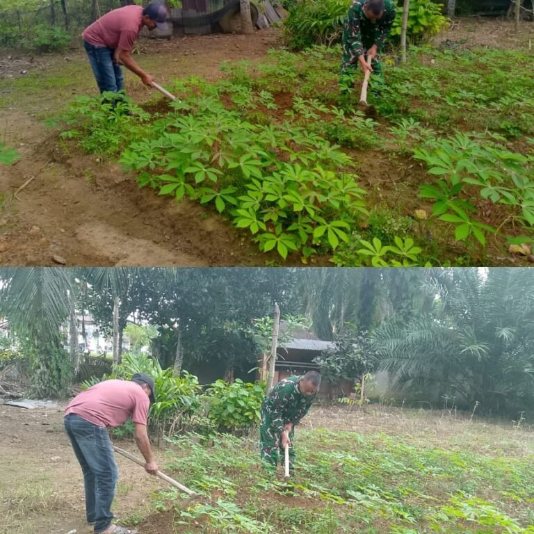 Kodim 0105/Aceh Barat Dorong Lahan Pertanian Kembali Produktif melalui Babinsa