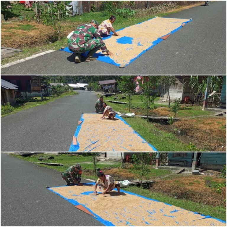 Kepedulian di Tengah Hamparan Gabah, Babinsa Ringankan Pekerjaan Petani Labuan Bhakti