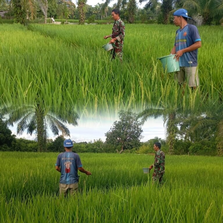Dari Lahan Pertanian, Babinsa Koramil 09/Samatiga Dampingi Petani Tingkatkan Hasil Padi