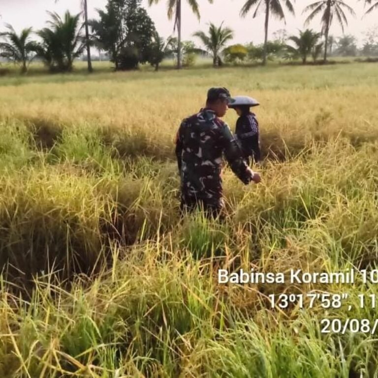 ‎Babinsa Koramil 1005-10/Tamban Dampingi Petani Jalani Luas Tambah Tanam di Mekarsari