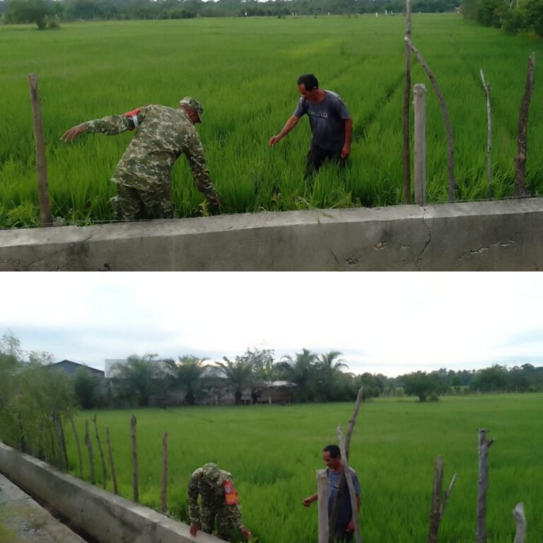 Ketahanan Pangan Dimulai dari Sawah, Serka Syamsul Dampingi Petani Seumuling